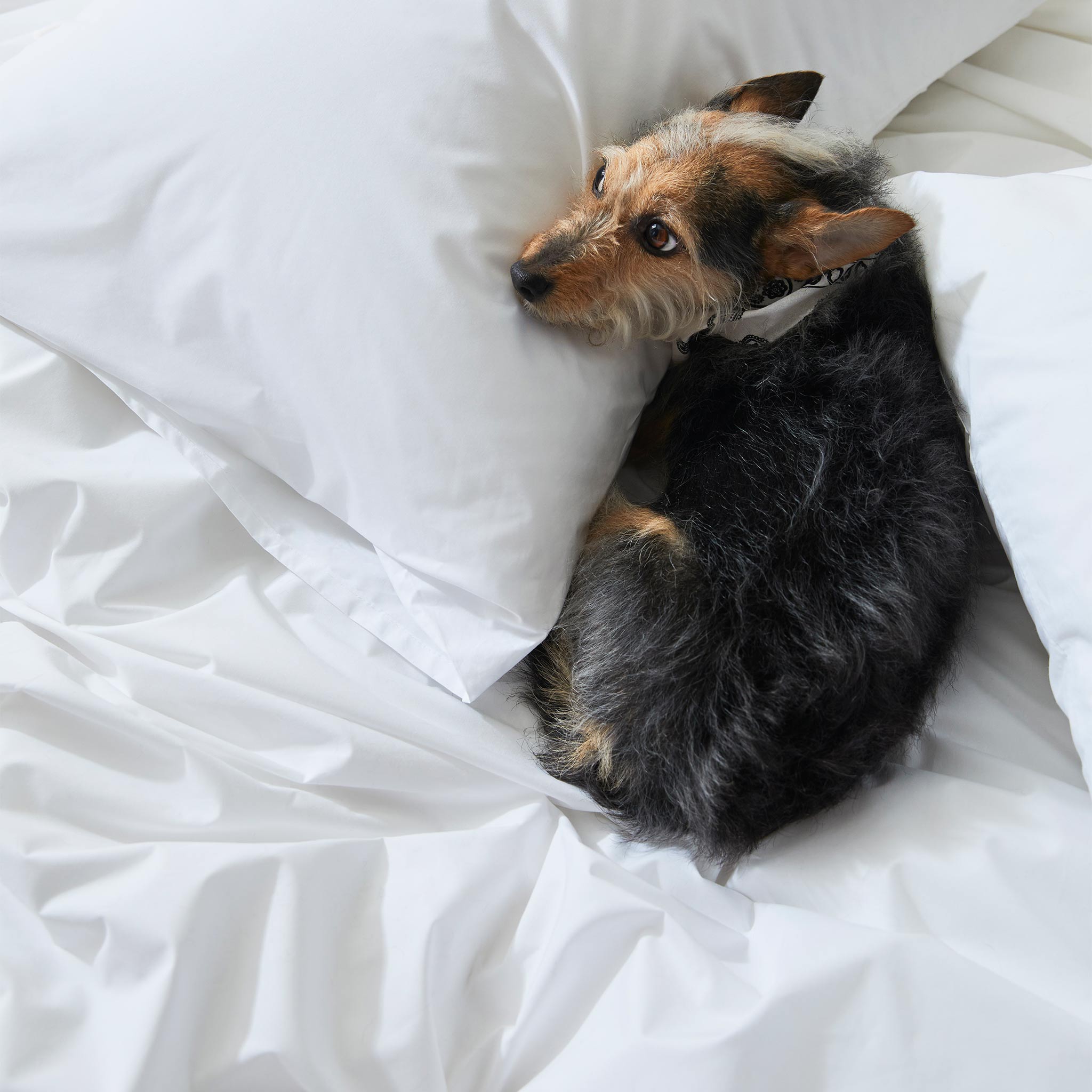 Classic Percale Core Sheet Set G7
