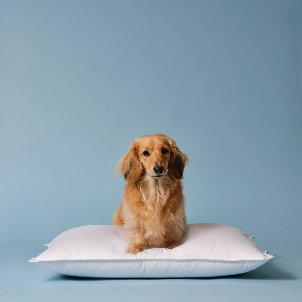 Down Pillow O5