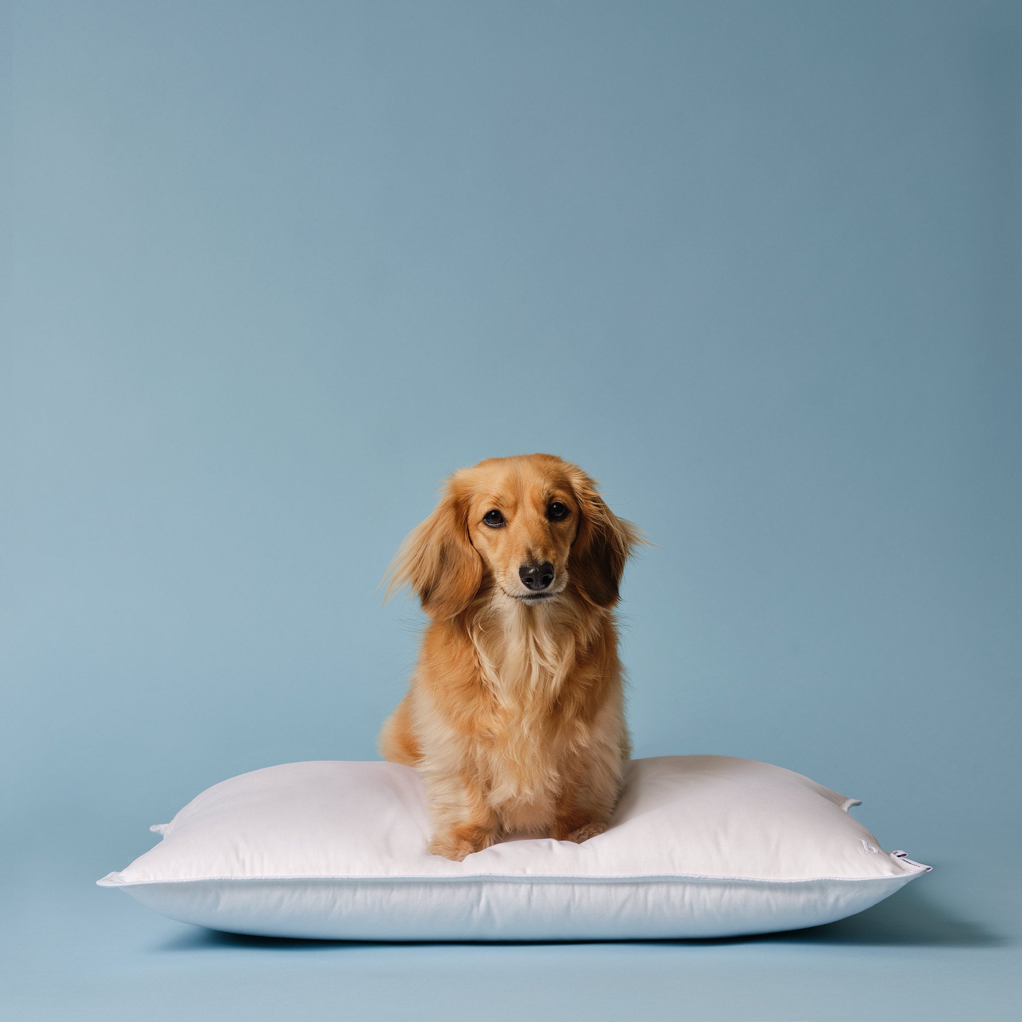 Down Pillow O5