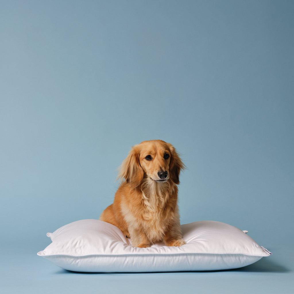 Down Pillow O5